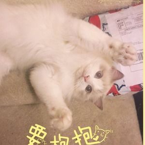 Meet your Posher, Junyuan